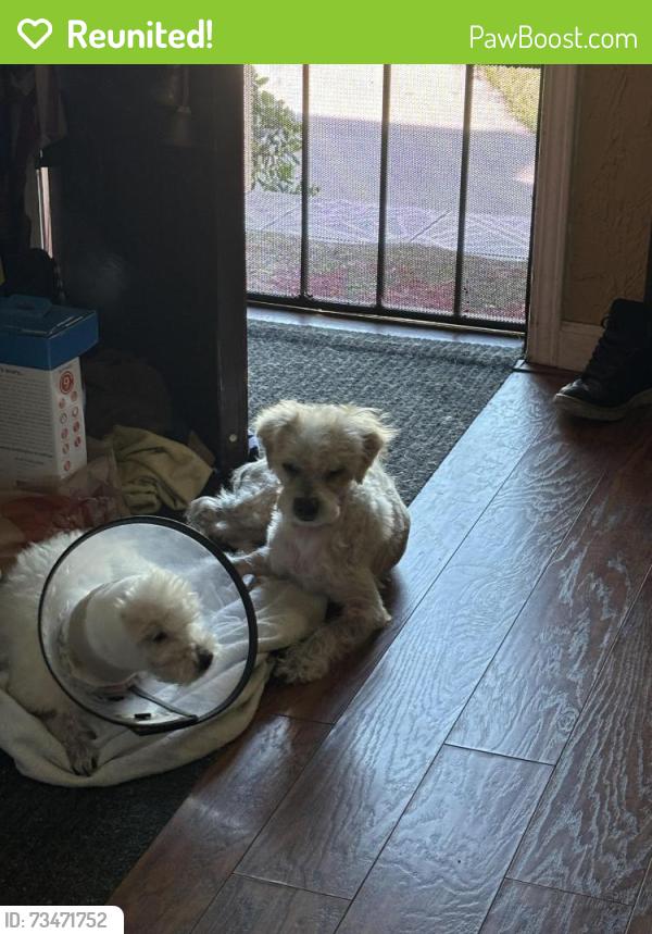 Reunited Male Dog last seen Near w 129th street, Hawthorne, CA 90250
