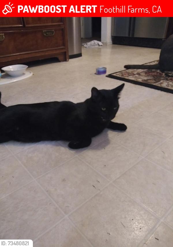 Lost Male Cat last seen Kingbird Way and Ginger loop Court, Foothill Farms, CA 95842