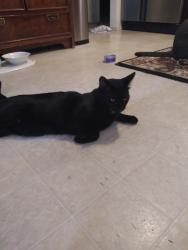 Lost Male Cat last seen Kingbird Way and Ginger loop Court, Foothill Farms, CA 95842