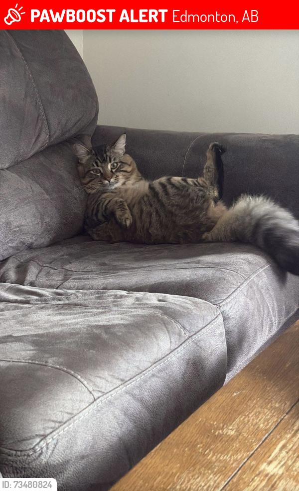 Lost Male Cat last seen Duggan near 105 street and 36 avenue NW, Edmonton, AB 