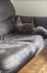 Lost Male Cat last seen Duggan near 105 street and 36 avenue NW, Edmonton, AB 