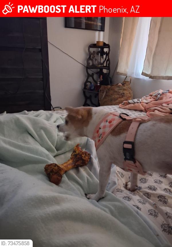 Lost Female Dog last seen 27th av. And Lincoln av., Phoenix, AZ 85009