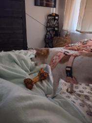 Lost Female Dog last seen 27th av. And Lincoln av., Phoenix, AZ 85009