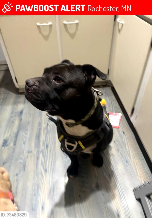 Lost Male Dog last seen College view rd, Rochester, MN 55904