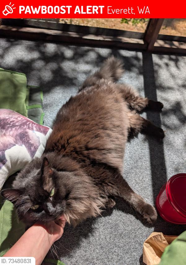 Lost Male Cat last seen Thomson avenue, Everett, WA 98203