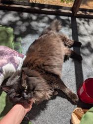 Lost Male Cat last seen Thomson avenue, Everett, WA 98203