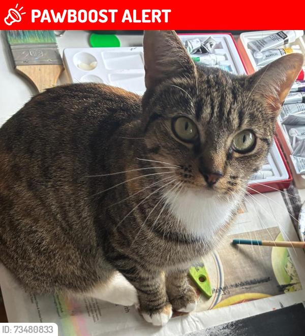 Lost Female Cat last seen West End Lane, Greater London, England 