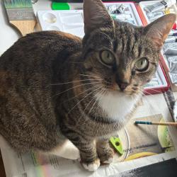 Lost Female Cat last seen West End Lane, Greater London, England 