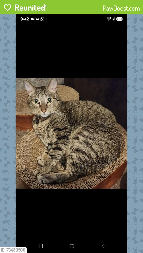 Reunited Male Cat last seen Between 95th and plainfield/ Naperville rd. And 95th and Book rd., Naperville, IL 60564