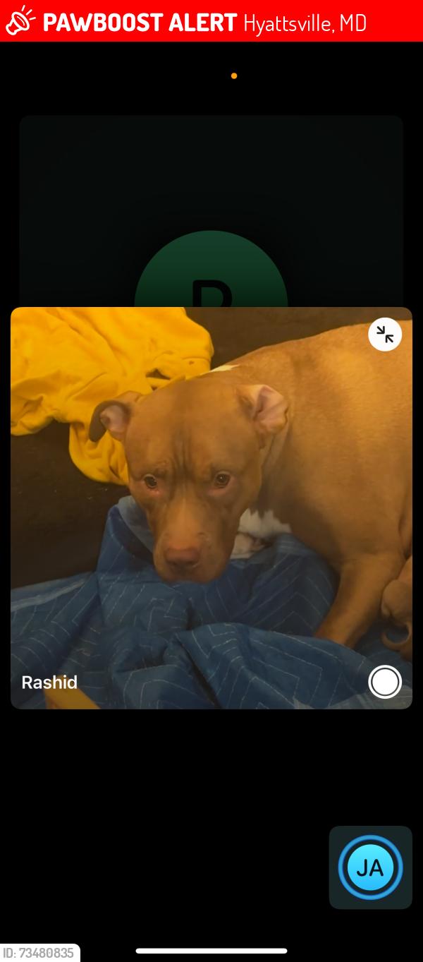 Lost Female Dog last seen Near Kenilworth Ave, Hyattsville, MD 20781