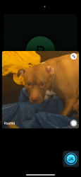 Lost Female Dog last seen Near Kenilworth Ave, Hyattsville, MD 20781