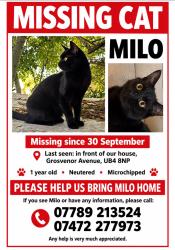 Lost Male Cat last seen UB4 8NP, Greater London, England UB4 8NP