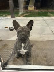 Reunited Male Dog last seen Hesperia Rd, Victorville, CA 92395
