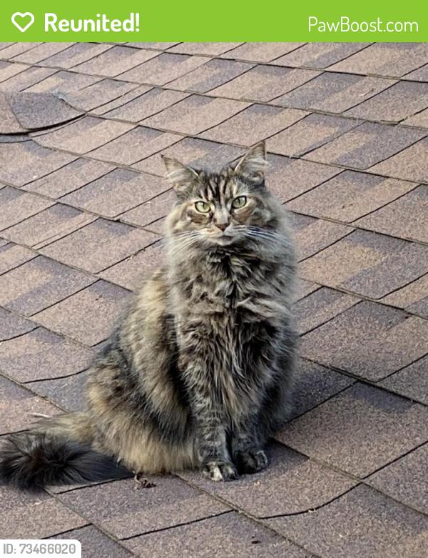 Reunited Female Cat last seen Castlewood St, North Canton, OH 44709