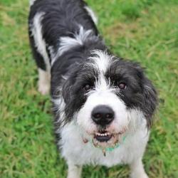 Shelter Stray Female Dog last seen , 22415 Groesbeck Hwy, Warren, MI 48089, USA