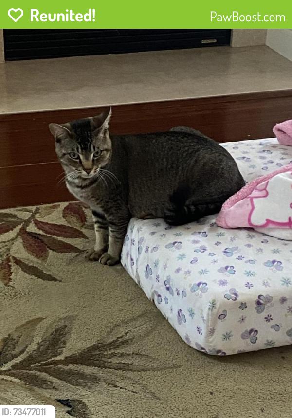 Reunited Male Cat last seen FOOD LION, Charlotte, NC 28269