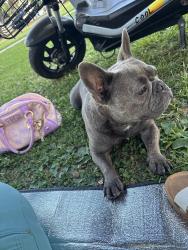 Lost Male Dog last seen Near Pearson av, Whittier, CA 90601
