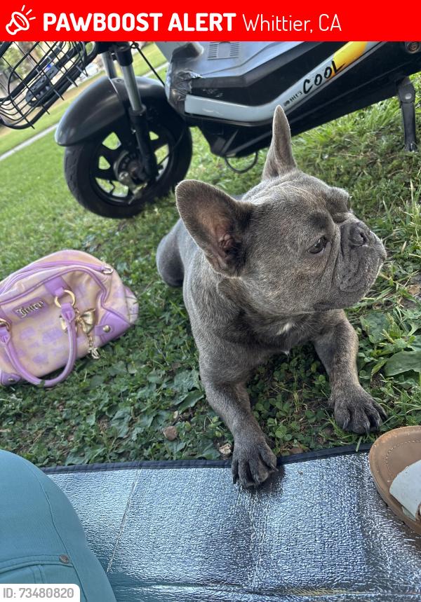 Lost Male Dog last seen Near Pearson av, Whittier, CA 90601