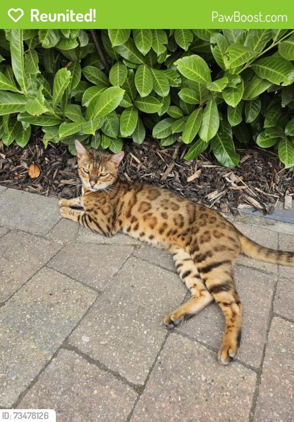 Reunited Male Cat last seen Manchester Road, Greater Manchester, England OL10 2ER