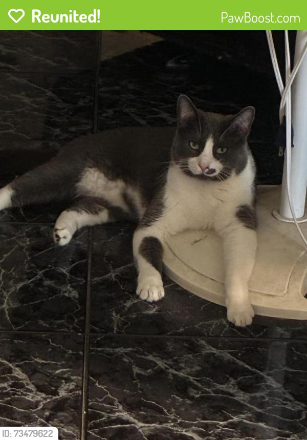 Reunited Male Cat last seen Senisa Springs, San Antonio, TX 78251