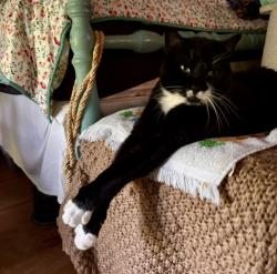 Reunited Male Cat last seen Stonybrooke and Brookview Drive, North Richland Hills, TX 76182