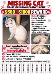 Reunited Female Cat last seen Near the horizon Epping, Epping, VIC 3076