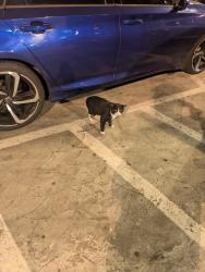 Found/Stray Unknown Cat last seen ParkRDU Central Deck, near the drop off passenger area, Morrisville, NC 27560