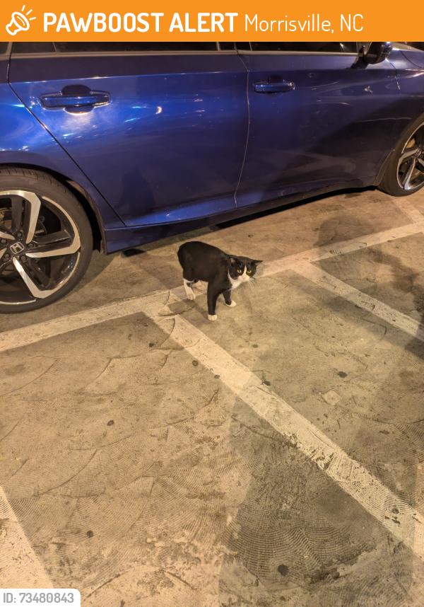 Found/Stray Unknown Cat last seen ParkRDU Central Deck, near the drop off passenger area, Morrisville, NC 27560