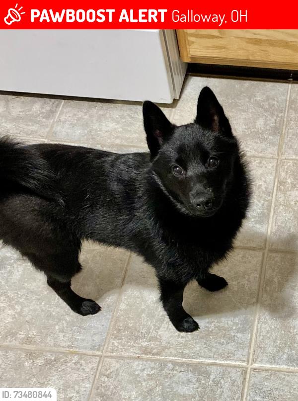 Lost Male Dog last seen Feder Rd & Doherty Rd, Galloway, OH 43119