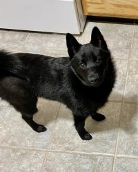 Lost Male Dog last seen Feder Rd & Doherty Rd, Galloway, OH 43119