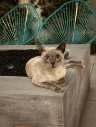 Found/Stray Male Cat last seen AmpliFi apmts, Building 1, Fullerton, CA, Fullerton, CA 92832
