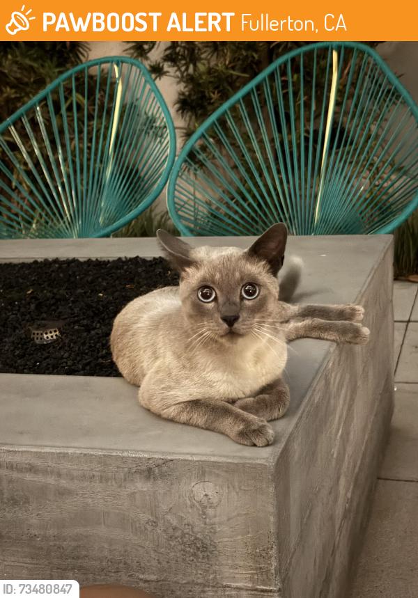 Found/Stray Male Cat last seen AmpliFi apmts, Building 1, Fullerton, CA, Fullerton, CA 92832