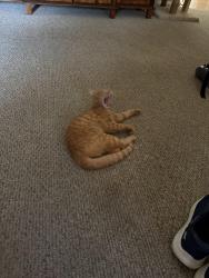 Lost Male Cat last seen Hidden brook trl and hidden brook lane, Newnan, GA 30265