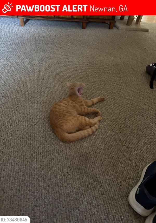 Lost Male Cat last seen Hidden brook trl and hidden brook lane, Newnan, GA 30265