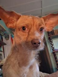 Lost Male Dog last seen Corner of onyx and osage, Sandy Valley, NV 89019