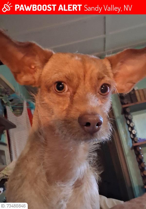 Lost Male Dog last seen Corner of onyx and osage, Sandy Valley, NV 89019