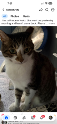 Lost Female Cat last seen Buford highway, Suwanee, GA 30024