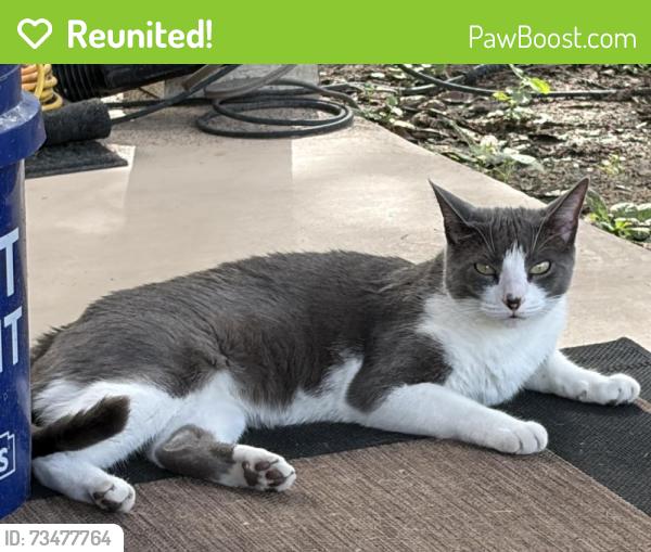Reunited Male Cat last seen Turquoise Way, San Antonio, TX 78251, USA, San Antonio, TX 78251