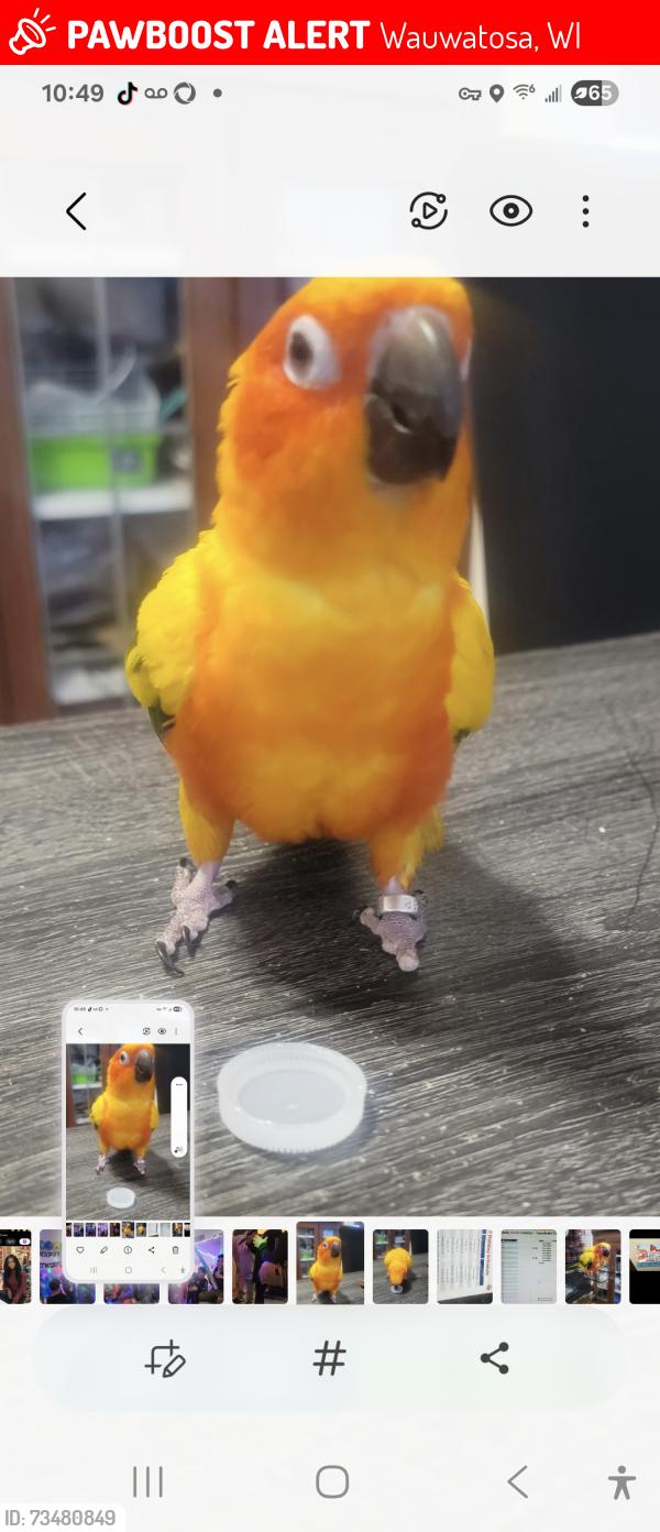 Lost Male Bird last seen Johnson wood st, Wauwatosa, WI 53213