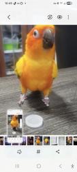 Lost Male Bird last seen Johnson wood st, Wauwatosa, WI 53213