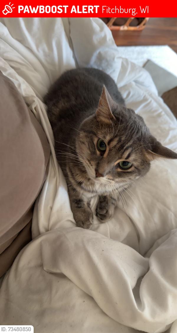 Lost Male Cat last seen At the Addison apmts 5155 Aurora Ave building, Fitchburg, WI 53711
