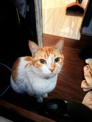 Reunited Male Cat last seen Beech ave, Fontana, CA 92335