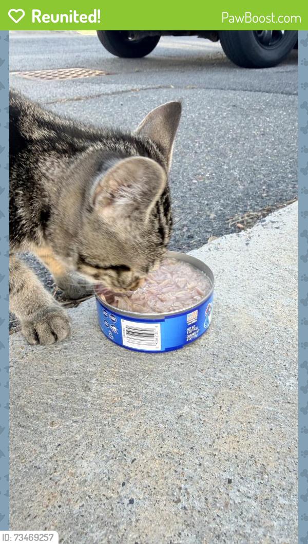 Reunited Unknown Cat last seen Malden street, Revere, MA 02151