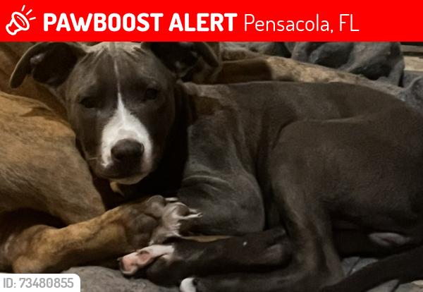 Lost Male Dog last seen Lillian hwy and horn st, Pensacola, FL 32506