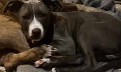 Lost Male Dog last seen Lillian hwy and horn st, Pensacola, FL 32506