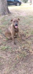 Lost Male Dog last seen open fields, Lytle, TX 78052