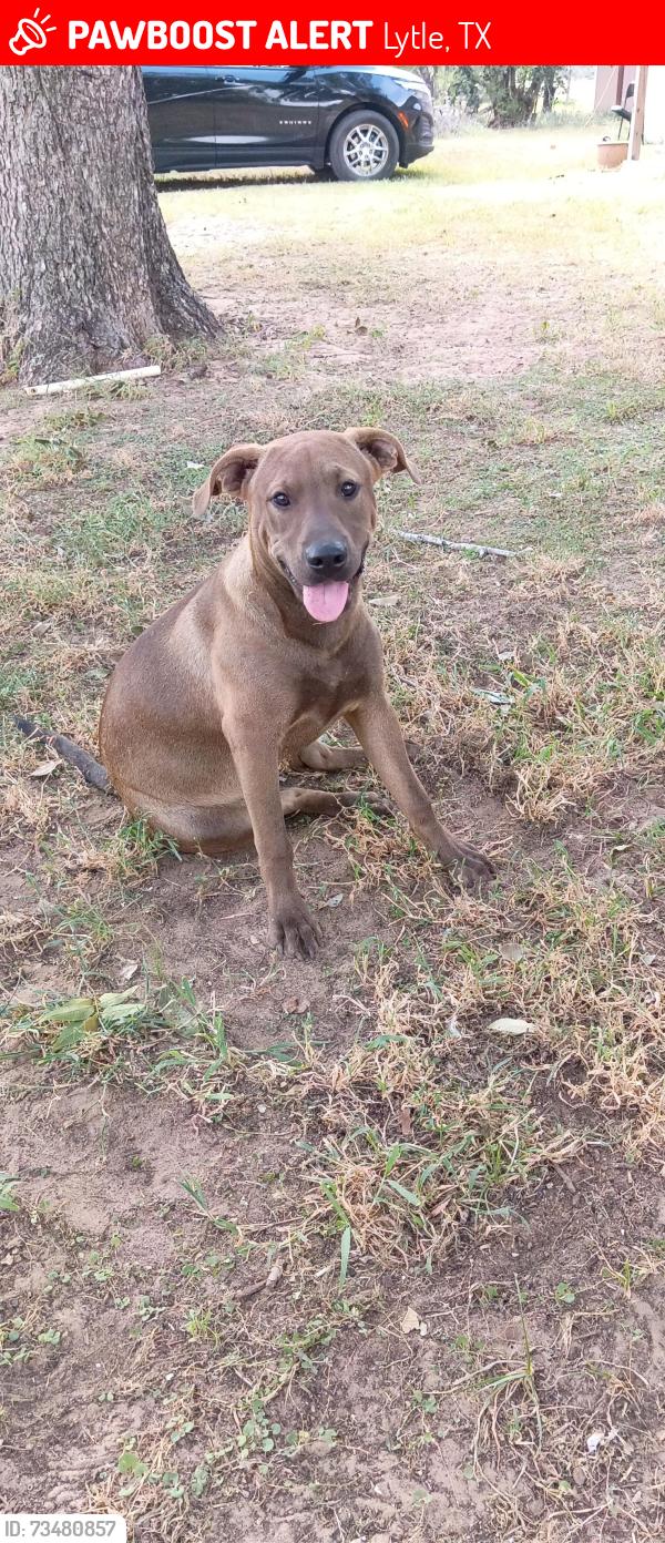Lost Male Dog last seen open fields, Lytle, TX 78052