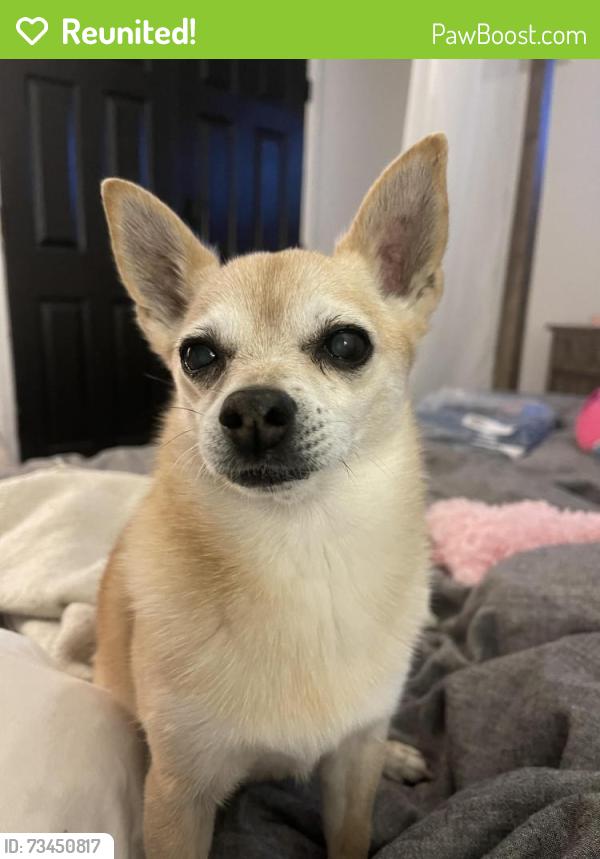 Reunited Female Dog last seen Cerro and Placerita, Encinitas, CA 92024