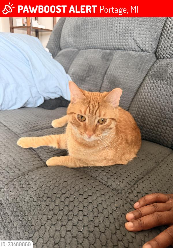 Lost Male Cat last seen Georgia ave, Portage, MI 49024