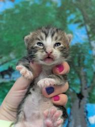 Shelter Stray Male Cat last seen Bexar County, 3353 Morningside Dr, New Braunfels, TX 78132, USA